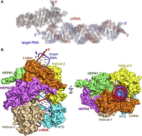 The Molecular Architecture For RNA Guided RNA Cleavage By Cas13a Cell