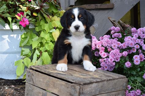 AKC Registered Bernese Mountain Puppy For Sale Millersburg Ohio Male G ...