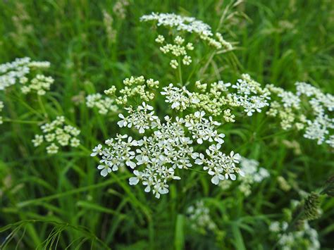 Зонтичные растения фото с названиями на лугу