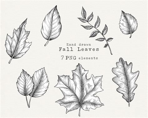 Autumn Leaves PNG Fall Leaves Clip Art Detailed Autumn Leaf | Etsy