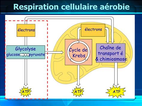 Ppt La Respiration Cellulaire Powerpoint Presentation Free Download