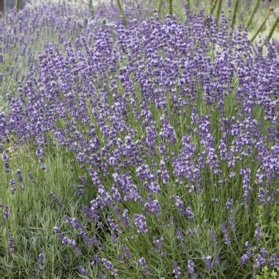 Lavandula Angustifolia Contrast Lavendel P9cm