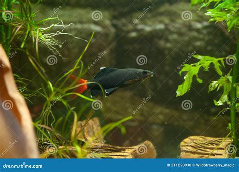 Red Tail Shark Fish in a Beautiful Aquarium Stock Photo - Image of ...