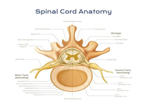 Operative Spinal Cord Anatomy The Neurosurgical Atlas