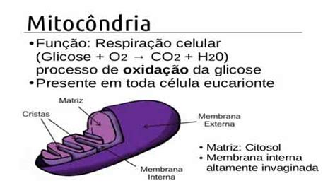 Mitocôndrias função estrutura o que é Planeta Biologia