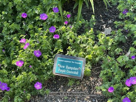 Photo Of The Entire Plant Of Bloody Cranesbill Geranium Sanguineum