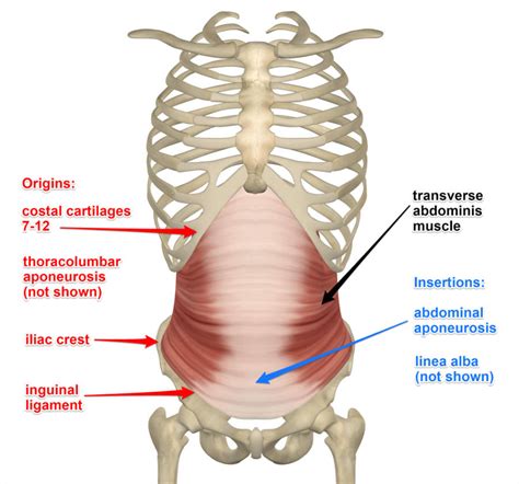 Transverse Abdominis Muscle, Its Attachments and Actions - Yoganatomy