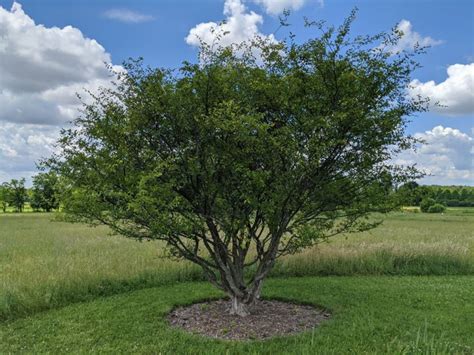 Planera Aquatica Water Elm Planer Tree The Dawes Arboretum