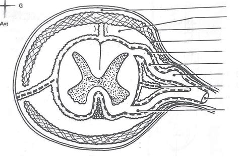 coupe transversale schématique vue supérieure Diagram Quizlet