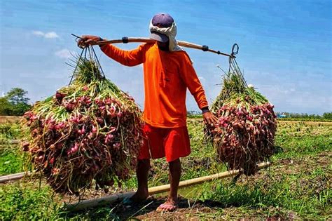 Petani Bawang Merah Di Brebes Curhat Soal Harga Pemerintah Jangan