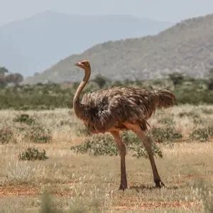 Somali Ostrich - Facts, Diet, Habitat & Pictures on Animalia.bio