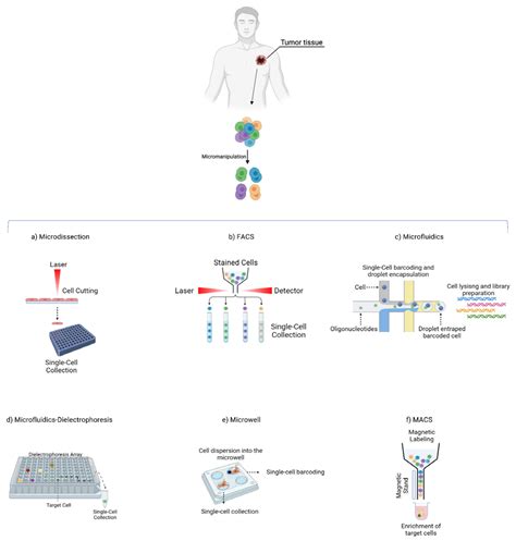 Genes Free Full Text Single Cell Analysis In The Omics Era Technologies And Applications In