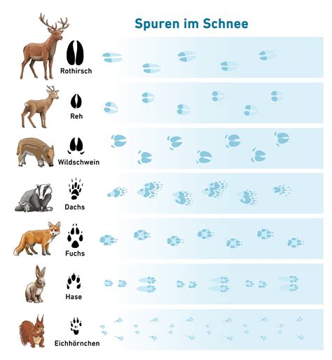 Den Waldtieren Auf Der Spur Biber Berti