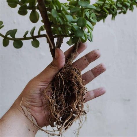 How To Repot Jade Plants