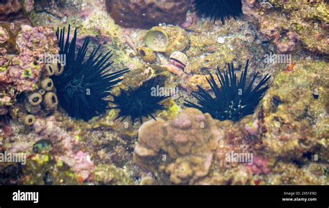 Sea Urchin Landak Laut Bulu Babi About 950 Species Of Sea Urchin