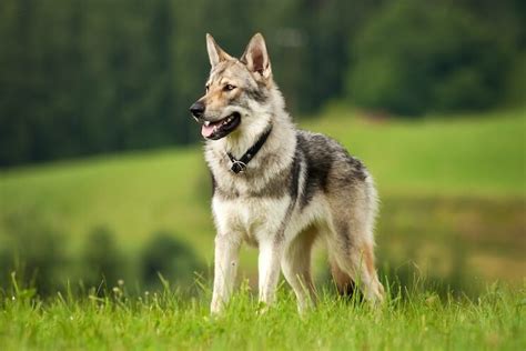 German Shepherd Wolf Mix: What To Know Before Buying - Marvelous Dogs