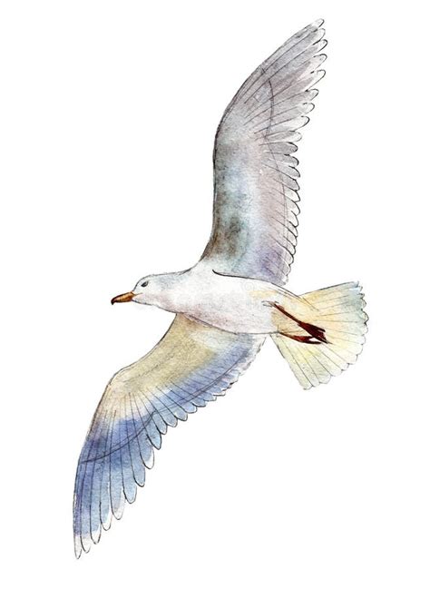 Illustration D Aquarelle Mouette D Isolement Sur Le Fond Blanc