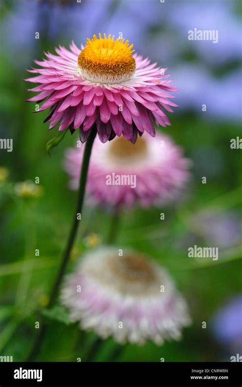 Strawflower Helichrysum Bracteatum Flowering Strawflower Stock Photo