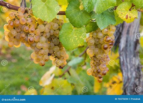 Sauvignon Blanc Grapes in Autumn Stock Photo - Image of viticulture ...