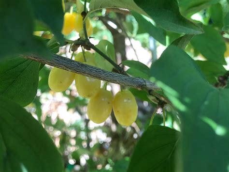 Cornelian Cherry – Cricket Hill Garden