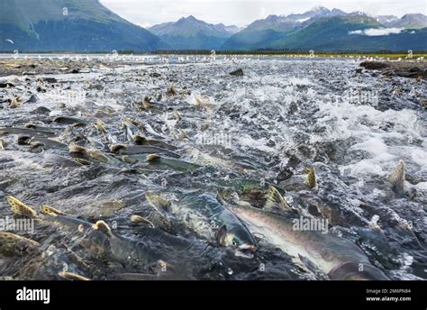 Salmon spawning habitat hi-res stock photography and images - Alamy