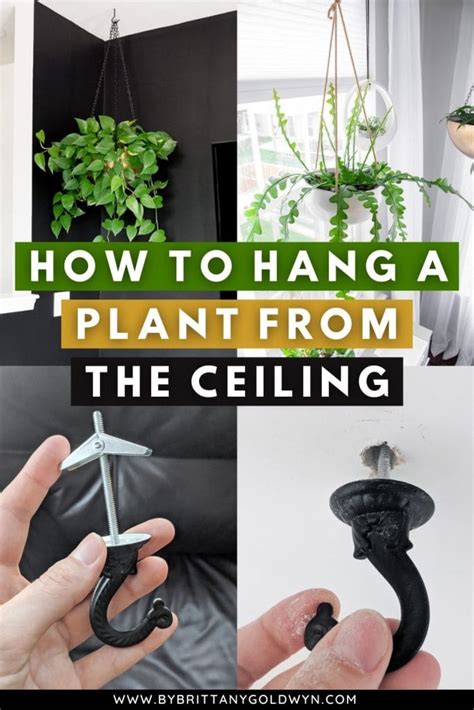 Hang Plant From Ceiling Pin By Brittany Goldwyn Live Creatively