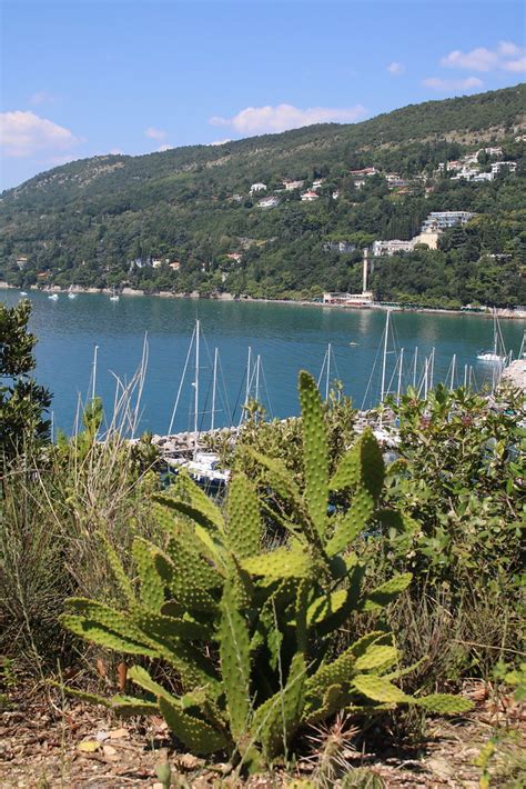 Trieste Triest Kaktus Im Park Des Castello Miramare Flickr