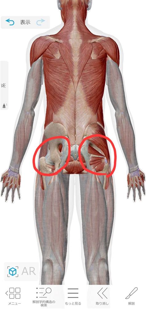 テニスボールでマッサージをしても腰痛が良くならない！？ ブログ 葛飾区のジムなら整体×トレーニング トータルボディケア Of Life