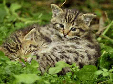 Wildkatzen breiten sich in NRW aus Düsseldorf Bild de