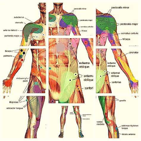 Simply Massage Trigger Point Therapy Trigger Points Massage