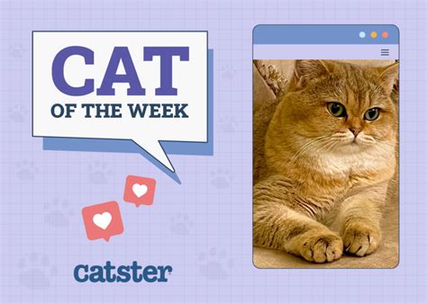 Can Cats Swim Truths And Myths About Felines Vet Reviewed Catster