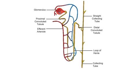 Nephron Tubules - Sawan Books