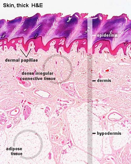 Adipose Tissue Development Embryology