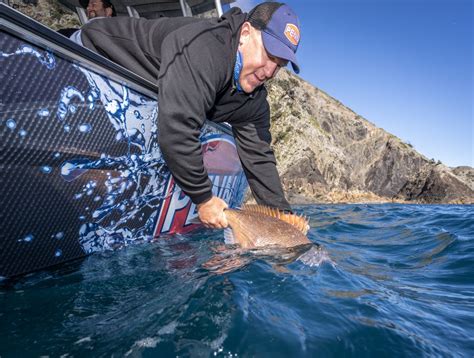 Hauraki Gulf Turns It On With A Glass Out Day Big Hapuku And Xxl