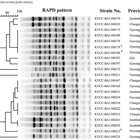 Rapd Profiles Of P Multocida Strains With The Biosynthetic Locus Of Download Scientific