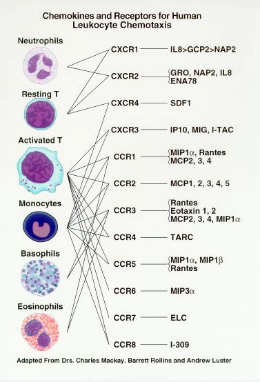 Lymphocyte Chemotaxis And Homing