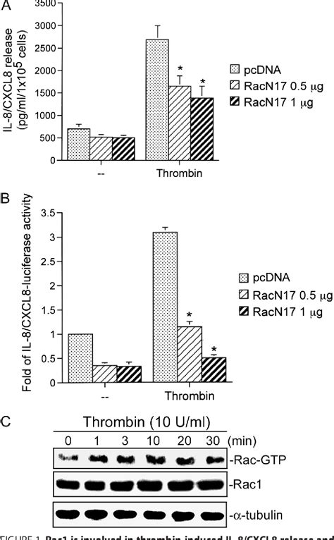 Figure 1 from Thrombin Induces NF κB Activation and IL 8 CXCL8