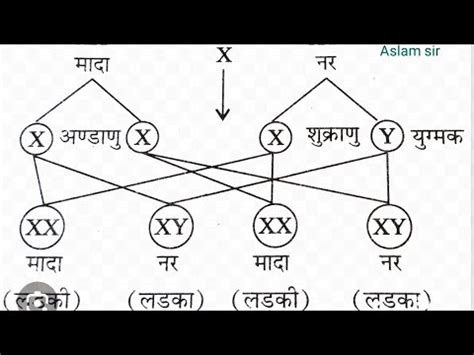 Sex Determination In Human Manav Me Lig Ka Nirdharan All India Exam By Aslam Sir Youtube