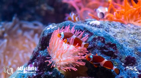 Рыба-клоун - Портал AQUAFISH