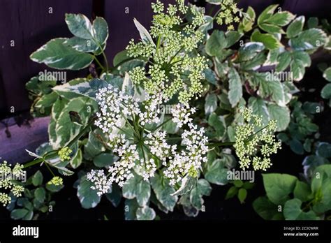 Lutte Contre Les Mauvaises Herbes Envahissantes Banque De Photographies