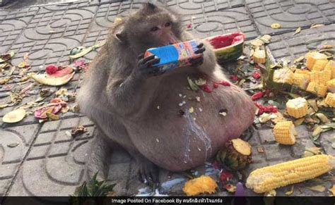 Obese Monkey Who Snacked On Tourists' Food Sent To 'Fat Camp' In Thailand