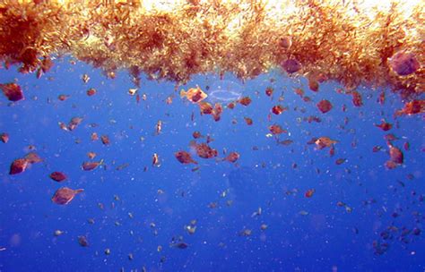 What is Sargassum? : Ocean Exploration Facts: NOAA Ocean Exploration