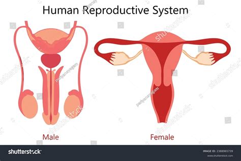 Human Reproductive System Vector Design Stock Vector (Royalty Free ...