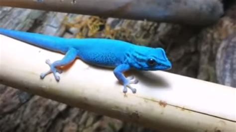 An Electric Blue Gecko Male Lygodactylus Williamsi Showing Off His