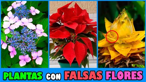 10 PLANTAS Con FALSAS FLORES Muy DECORATIVAS Y COLORIDAS YouTube