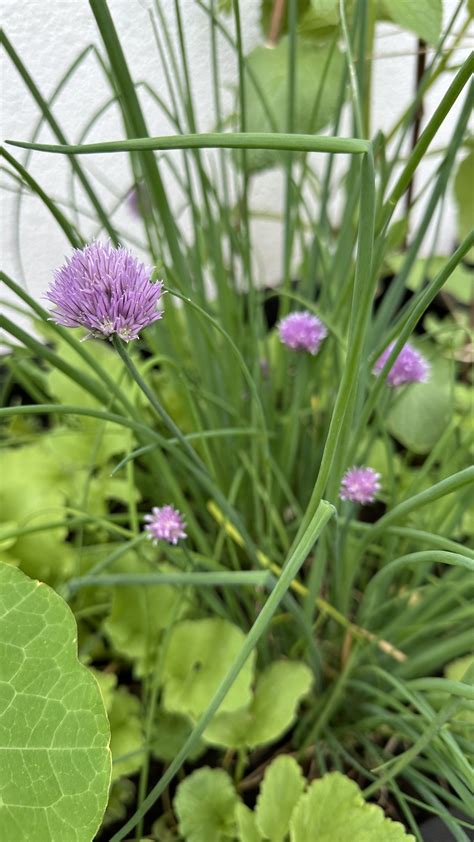 Growing Chives in Pots: The Ultimate Guide — Meadowlark Journal