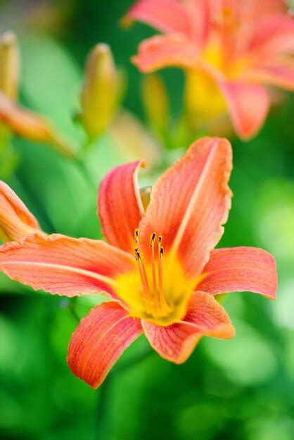 Premium Photo Hemerocallis Beautiful Daylily Flowers Blossom In The