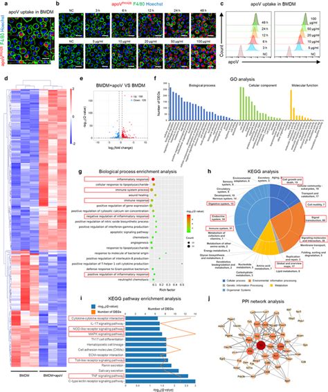 Efferocytosis Of MSCderived ApoVs Induces Transcriptional