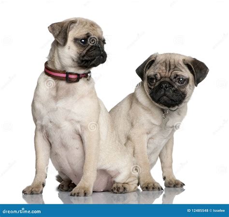 Two Pug Puppies Sitting And Looking Away Royalty Free Stock Photos