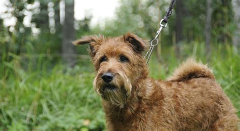 Irish Terrier Information Dog Breeds At Thepetowners